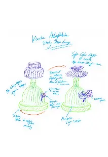 Sketches of the blooming shade